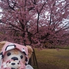 #河津桜#代々木公園、のたび