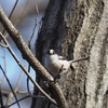 公園の野鳥達（2月17日）