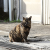 一匹で生きてる猫！　群れでいる白鳥たち