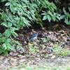 雨のちコルリ、さらにはオオタカ(大阪城野鳥探鳥 2017/08/26 5:05-12:00)