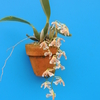 Oncidium kautzkyi