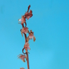 Oeceoclades roseovariegata