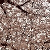 傘に桜の花びら。
