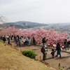 西平畑公園の桜まつり