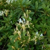 Lonicera japonica　スイカズラ