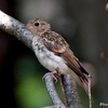 日本　文殊の森公園の若鳥たち
