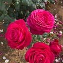 watasihapanko’s blog