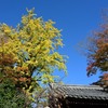 紅葉の龍福寺