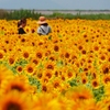 フォト・ライブラリー(487)「花の海」のひまわり畑