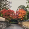 京都出張 -出張先朝ランで東福寺の紅葉を独り占め