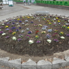 大平公園秋の花植え