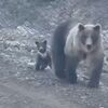 択捉島　クマの親子が道を行く
