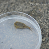 アメリカカブトエビ - 豊橋公園自然観察会