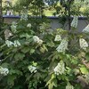 罪を取り除くイエス