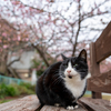 隣市南漁港のねこさん