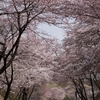 『三春滝桜』の開花状況を偵察する・・・（２０１６．４．９）