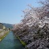  岡崎疏水の桜