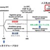 生後1~2ヶ月の人工乳の少量摂取は牛乳アレルギーの発症を予防する