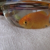 水換え療法で金魚の雑菌を退治