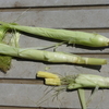 玉蜀黍、ヤングコーンを収穫（間引き）
