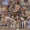     ann's coffee | 京都カフェ | 京都ドッグカフェ | 京丹波町カフェ|京丹波町ドッグカフェ|焙煎珈琲 |2025 4/10