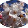 簡単♪菜の花と塩鮭のフライパン蒸し♪