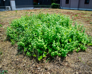 空き地の気になる植物２