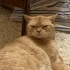 【愛猫】今日は病院へ心雑音のエコー検査