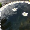 バリ2009（0）：今年も行ってきました