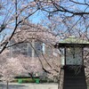 都内のお花見ランキング上位！北区人気No.1の「飛鳥山公園」へ《2021》