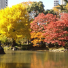 ２０１２年１１月の日比谷公園の紅葉〜雲形池のまわりは信号みたい〜