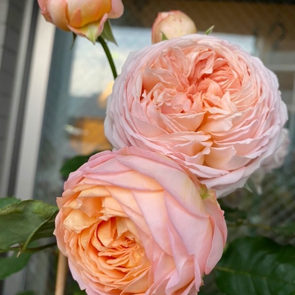 庭のお花 はてなブログ グループ