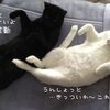 【白猫黒猫：里親募集】２ニャンで腹筋運動の巻【東京神奈川近郊】 #neko #tokyo #kanagawa