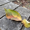 10月を振り返って