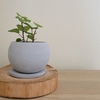 リボベジと間伐材regrow vegetables and thinned wood