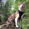 盲目の猫、ハニービーがハイキング！自然の中に溶け込む姿がかわいい