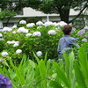 紫陽花も紫陽花祭り喜んで