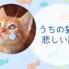 うちの猫の悲しい話（死んだとかじゃありません）