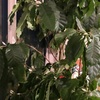 コーヒーの花！コーヒーの木に56個のつぼみがついたThe coffee plant had 56 buds.
