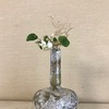 白花ニオイスミレと末枯れた草と