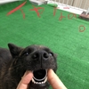 甲斐犬サンの宝物の巻←本日NEW！〜♬ｲｴｰｲ(*´∀｀)人(´∀｀＊)ﾅｶｰﾏ♬