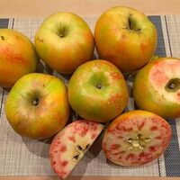 【マツコの知らない世界】ムーンルージュ(赤肉りんご)のお取り寄せ！りんごの世界【11月18日】