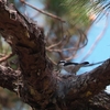 ダラットモズチメドリ Dalat Shrike-babbler