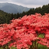 一目百万本のツツジ 大和葛城山