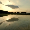 逆井城址周辺の田園夕景2（茨城県坂東市）