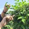玉之浦ツバキの挿し木を採取してきました