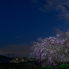 軽井沢上　夜桜