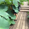 waltzな植物＼(^o^)／