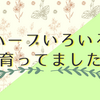 知らぬ間に繁殖していたハーブたちのお話など。