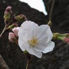 さくら開花！平年より２日早く